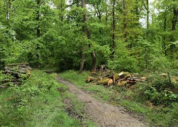 Photo de Chasses en forêt de Marly : Prudence ! Calendrier de la saison 2024-2025